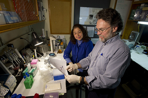 “It’s a fascinating example of how human activities can drive evolution,” said Mark Hahn, shown here at work in the lab with biologist Diana Franks. Photo by Tom Kleindinst, Woods Hole Oceanographic Institution 