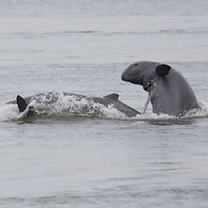 Flussdelfin im Mekong. Image credit: © Gerry Ryan / WWF Greater Mekong