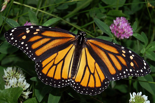 Monarch Butterfly. Image credit: Kenneth Dwain Harrelson (Source: Wikipedia)