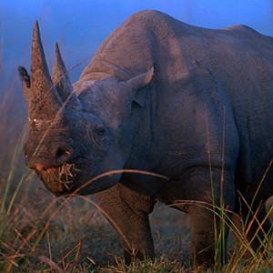 In Südafrika starben im 2013 über 1000 Nashörner durch Wilderei © Martin Harvey / WWF-Canon