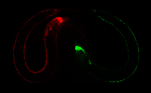 Die Aktivität der Nervenzellen des Fadenwurms Caenorhabditis elegans im Wachzustand (rot) und im Schlaf (grün). Image credit: © Bringmann / Max-Planck-Institut für biophysikalische Chemie 