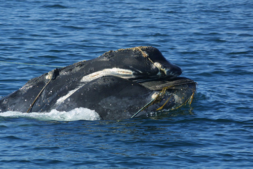 Only about 500 North Atlantic Right whales are in existence today. This image of an entangled right whale was taken by CCS under NOAA permit 932-1489. (Photo courtesy of the Provincetown Center for Coastal Studies)