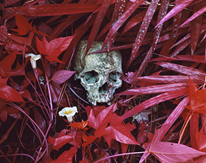 "Of Lilies and Remains" by Richard Mosse, part of his project "The Enclave." Image credit: Yale University