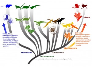 The "rules" allowing color reconstruction from the shape of melanin-containing organelles originate with feathered dinosaurs, and are associated with an increase in melanosome diversity. However, fuzzy dinosaurs like T. rex and Sinosauropteryx show a pattern found in other amniotes like lizards and crocodilians in which a limited diversity of shapes doesn't allow color reconstruction. An explosion in the distribution of the shapes of melanin-containing organelles preserved in living taxa and the fossil record may point to a key physiological shift within feathered dinosaurs. Image credit: Li et al. (authors). Click image to enlarge.