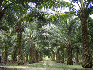 Palmölplantage. Image credit: Craig (Source: Wikipedia)