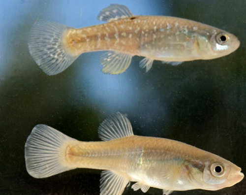 In a new paper published in BMC Evolutionary Biology, researchers found that changes in a receptor protein, called the aryl hydrocarbon receptor 2 (AHR2), may explain how killifish in New Bedford Harbor evolved genetic resistance to PCBs. Image courtesy of Evan D'Alessandro, Rosenstiel School of Marine and Atmospheric Science