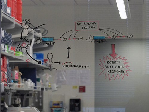 A schematic outlining the genetically induced antiviral response to hepatitis C virus appears on the window board of Ram Savan’s immunology lab at UW Medicine South Lake Union. Image credit: Ram Savan