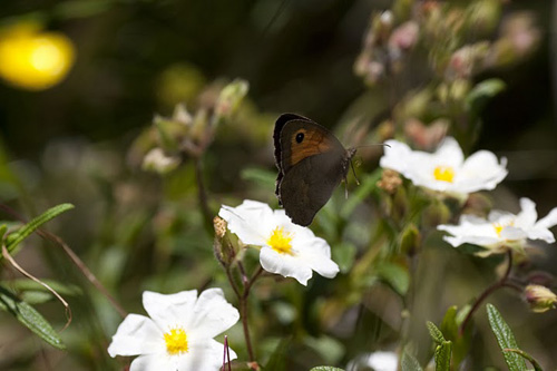 Männchen des Schmetterlings Maniola jurtina. Image copyright: L.E.L. Raijmann