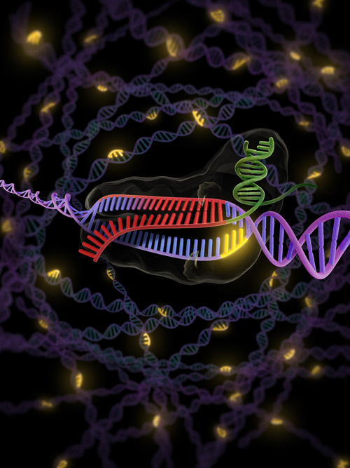 Short DNA sequences known as “PAM” (shown in yellow) enable the bacterial enzyme Cas9 to identify and degrade foreign DNA, as well as induce site-specific genetic changes in animal and plant cells. The presence of PAM is also required to activate the Cas9 enzyme. (Illustration by KC Roeyer.)