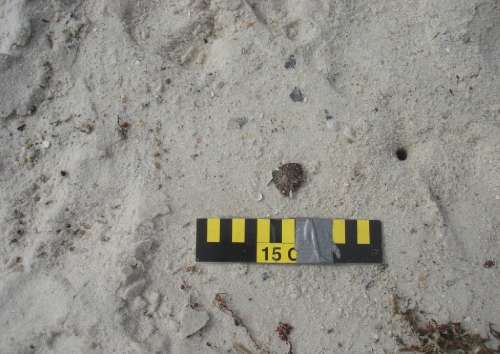 Surface residual ball (SRB) made of a mix of oil and sand on Gulf of Mexico beach. Image credit: U.S. Coast Guard