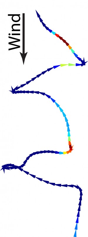 A recording of the path taken by a fruit fly in a wind tunnel reveals a surge forward where the scent is strongest – red and orange being strongest, green and aqua less so – and casts when the scent becomes weaker and is lost – marked by dark blue arrows. Image credit: F van Breugel/U of Washington