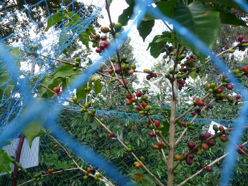 Werden Vögel und Fledermäuse mit einem Netz daran gehindert, Schädlinge an Kaffeesträuchern zu vertilgen, senkt das den Ertrag. Image credit: © A. Claßen