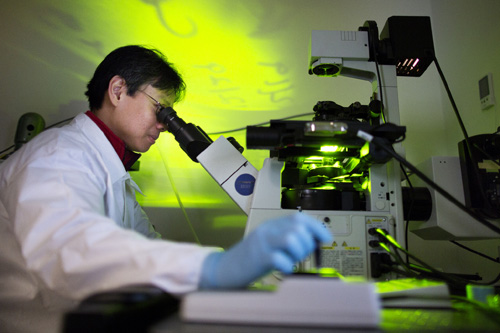 Yen Kong, BME Research Fellow, checks for colonies of beating heart muscle cells. Image credit: Joseph Xu, Michigan Engineering Communications & Marketing