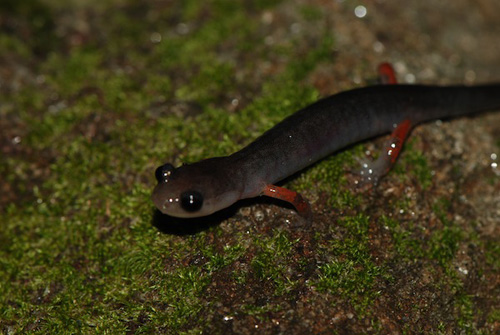Adult red-legged salamander (Plethodon shermani). Courtesy Photo
