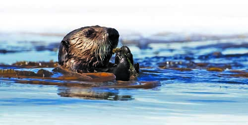 Sea otter in kelp. Photograph by Benjamin Weitzman, U.S. Geological Survey. 
