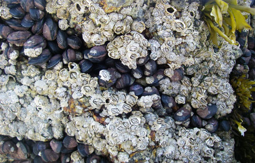 In Chile, it’s not always about the temperature. Barnacle species had been thought to sort themselves vertically by temperature — species that prefer warmer, drier conditions living higher on the rocks than species that prefer a colder, wetter setting. Experiments in Chile show that temperature “wasn’t the beast.” Image credit: Brown University