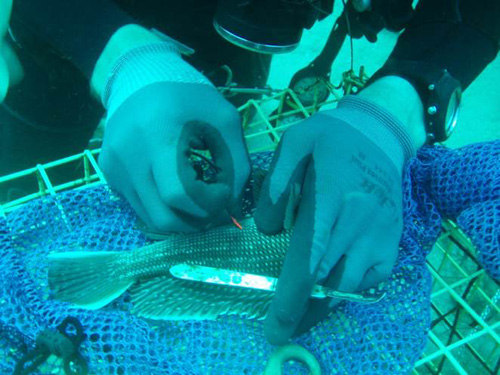 Black sea bass being tagged on ocean floor. Photo credit: Ray Mroch