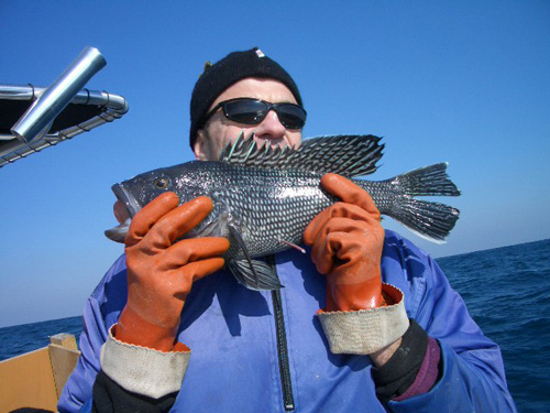 Black sea bass with barotrauma (note stomach protruding from mouth). Photo credit: Jeff Buckel