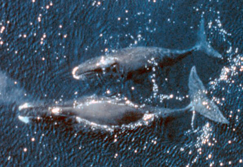 Bowhead Whales (Balaena mysticetus)/ zwei Grönlandwale. Image c redit: NOAA (Image source: Wikipedia)