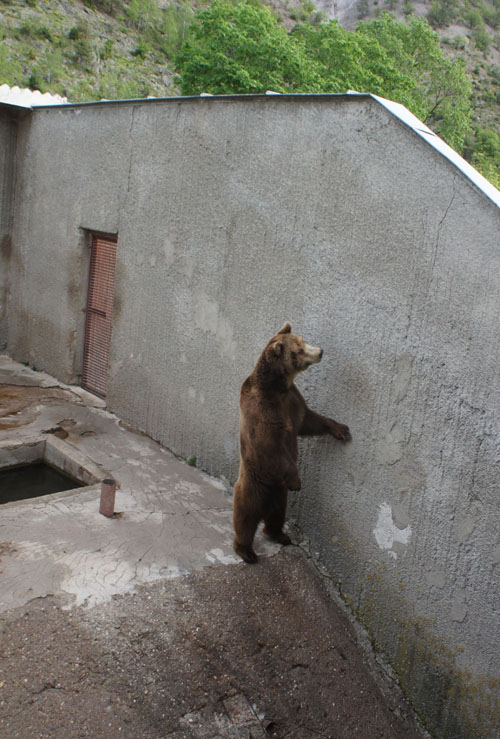 Im Kormisosh-Auswilderungs-gehege in Bulgarien werden auch heute noch Bären gehalten. Image credit: © Aleksandar Dutsov, Balkani Wildlife Society