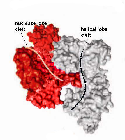 The crystal structure of SpyCas9 features a nuclease domain lobe (red) and an alpha-helical lobe (gray) each with a nucleic acid binding cleft that becomes functionalized when Cas9 binds to guide RNA. Image credit: Berkeley Lab