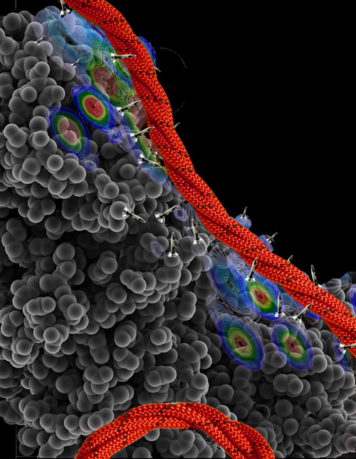 Das Helferprotein Hsp90 (grau) bindet Tau (rot) über einen großen Bereich und viele Kontakte. Image credit: © Rüdiger / Universität Utrecht 