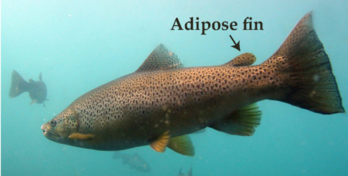 A new study from UChicago scientists reveals that the adipose fins on some types of fish have various, independent evolutionary origins. Image courtesy of University of Chicago Medicine