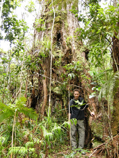 The forest is taller, but why? Airborne laser measurements furnish accurate data but not explanations. Has a smaller tree grown taller or have the branches of a taller tree grown wider? Jim Kellner and colleagues have a statistical model that helps interpret data. Image credit: Brown University