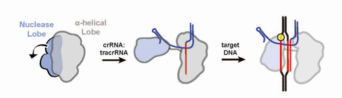 Upon binding with guide RNA, the two structural lobes of Cas9 reorient so that the two nucleic acid binding clefts face each other, forming a central channel that interfaces with target DNA. Image credit: Berkeley Lab