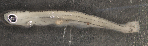 Junge Fischlarve (ca. 12 mm) aus der Donau mit einem Plastikpartikel im Darmtrakt. Image copyright: R. Krusch.