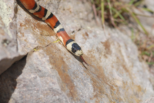 MSU scientists show that nontoxic imposters, like king snakes, benefit from giving off a poisonous persona, even when the signals are not even close. Image credit: Michigan State University
