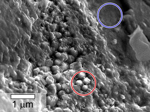 This scanning electron microscope image shows spheroidal features embedded in a layer of iddingsite, a mineral formed by action of water, in a meteorite that came from Mars. An area with the spheres, circled in red, was found to have about twice as much carbon present as an area (circled in blue) without the spheres. This meteorite, named Yamato 000593, was found in Antarctica in 2000 and identified as originating from Mars. The scale bar at lower left is 1 micron. Image Credit: NASA