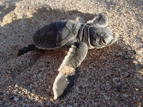 Wildlife Ecologist Lauren Cruz is studying leatherback sea turtles in Costa Rica. Courtesy Photo