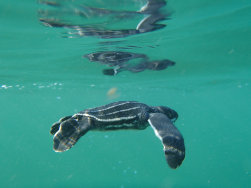 Wildlife Ecologist Lauren Cruz is studying leatherback sea turtles in Costa Rica. Courtesy Photo