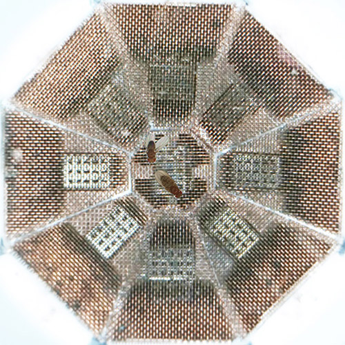 To capture the male fruit fly's mating song, the researchers constructed an octagonal chamber covered in copper mesh and fitted with nine high-fidelity microphones (above). The researchers then placed a sexually mature male and female in the chamber and recorded more than 100,000 song bouts. (Photo courtesy of Philip Coen, Princeton Neuroscience Institute)