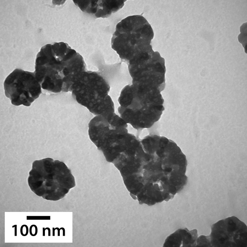Mouse norovirus treated with carvacrol viewed under a microscope. The virus particles have expanded to about six times their normal size. (The scale in the image of 100 nanometers equates to about six-hundredths of the diameter of a human hair.) The experiments showed that the shells of these viruses are no longer intact and will continue to expand in size until they disintegrate into pieces. (Photo credit: Kelly Bright)