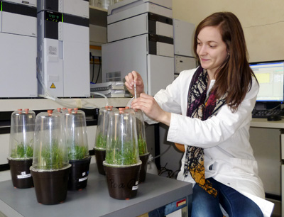 Nadine Präg misst in Laboransätzen die Auswirkung von verschiedenen Pflanzen auf die Gasflüsse in Böden. (Bild credit: Paul Illmer)