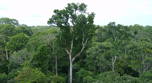 Old-growth Amazon tree canopy in Tapajós National Forest, Brazil. A new NASA study shows that the living trees in the undisturbed Amazon forest draw more carbon dioxide from the air than the forest's dead trees emit. Image credit: NASA/JPL-Caltech