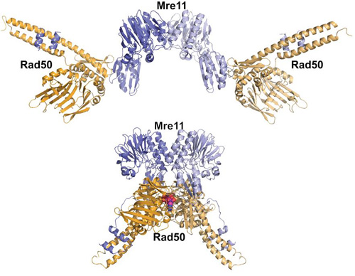 One protein complex, two very different shapes and functions: In the top image, the scientists created an Mre11-Rad50 mutation that speeds up hydrolysis, yielding an open state that favors a high-fidelity way to repair DNA. In the bottom image, the scientists slowed down hydrolysis, resulting in a closed ATP-bound state that favors low-fidelity DNA repair. (Image credit: Tainer lab)