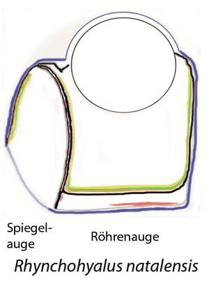 Schemazeichnung nach einem histologischen Längsschnitt durch das Auge von Rhynchohyalus natalensis. Die unterschiedlichen Farben stellen verschiedene Schichten des Auges bzw. der Retina dar. Die „Spiegelstruktur“ befindet sich seitlich („links“) an der Trennwand zwischen dem "Röhrenauge" (mit der runden Linse) und dem „Spiegelauge“, das eine nach unten durchsichtige „Hornhaut“ (Cornea) besitzt. Das Röhrenauge ist damit in der Lage, Objekte in der Wassersäule oberhalb wahrzunehmen; das Spiegelauge dagegen blickt seitlich und nach unten und kann dort vor allem Biolumineszenz erkennen. Abbildung credit: H.-J. Wagner