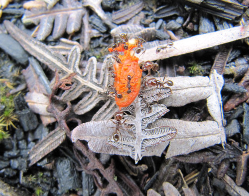 Der fetthaltige rote Samenmantel der Clusia-Samen ist für Ameisen eine attraktive Nahrungsquelle. Sie transportieren sie in ihre Nester, wo die Samen im Schutz der Streuschicht gute Keimbedingungen vorfinden. Bild credit: S. Gallego