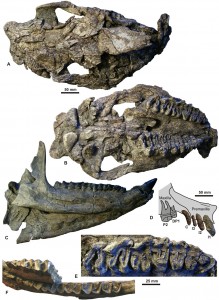 Schädel von Epiaceratherium naduongense. Image credit: ©Senckenberg (Click image to enlarge)