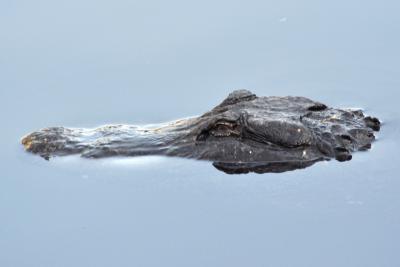 This is an alligator in the wild floating in a river. Researchers at the University of Maryland measured the acoustics of how alligators listen to sounds when they are in this position. Image credit: Daphne Soares