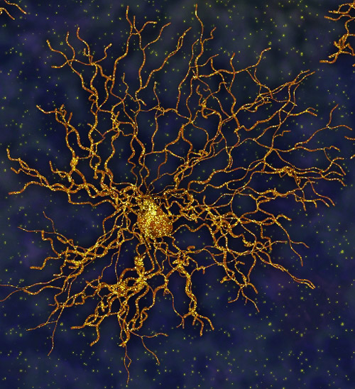 Artistic rendering of astrocyte. Image credit: University of California