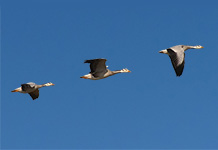 Bar-headed geese can fly as high as 7,290m (23,917ft). Image courtesy Nyambayar Batbayar.