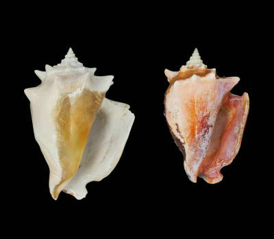 Caribbean fighting conchs. Prehistoric fighting conch Strombus puglis (l) and modern shells of the same species (r) show how the shellfish has decreased in size over time. Image credit: Smithsonian Tropical Research Institute/Aaron O'Dea