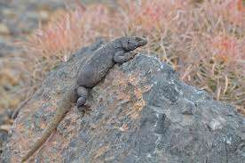 The Common Chuckwalla is primarily found across the Mojave and Sonoran deserts of the United States and Mexico, at elevations ranging from sea level to 1,370 m. This large (125–180 mm) lizard is dorsoventrally flattened and has wrinkles on its belly and neck. Chuckwallas are strongly associated with rock outcrops, lava flows, and boulder piles, and are well-known for their defensive behavior of inflating their bodies to wedge themselves in crevices. They are herbivorous, eating the leaves, flowers, and shoots of annual and perennial plants in the Mojave desert, and primarily perennial plants in the Sonoran desert. Preferred species of forage plants near Phoenix, Arizona, included mallows, desert lavender, America threefold, goldeneye, wolfberry, foothills palo verde, and ocotillo. Chuckwallas usually maintain active body temperatures between 35 and 40 degrees Celsius, yet wild individuals apparently obtain all of their water for metabolic needs from eating plants. Chuckwallas are long-lived and females may not breed every year. A clutch of 5–16 eggs is laid in mid to late summer, and hatchlings emerge in the fall, winter, or even the following spring. Although this species is common in many areas, in some locations excessive collecting and habitat destruction threaten population. Image credit: Fish and Wildlife Service