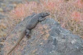 The Common Chuckwalla is primarily found across the Mojave and Sonoran deserts of the United States and Mexico, at elevations ranging from sea level to 1,370 m. This large (125–180 mm) lizard is dorsoventrally flattened and has wrinkles on its belly and neck. Chuckwallas are strongly associated with rock outcrops, lava flows, and boulder piles, and are well-known for their defensive behavior of inflating their bodies to wedge themselves in crevices. They are herbivorous, eating the leaves, flowers, and shoots of annual and perennial plants in the Mojave desert, and primarily perennial plants in the Sonoran desert. Preferred species of forage plants near Phoenix, Arizona, included mallows, desert lavender, America threefold, goldeneye, wolfberry, foothills palo verde, and ocotillo. Chuckwallas usually maintain active body temperatures between 35 and 40 degrees Celsius, yet wild individuals apparently obtain all of their water for metabolic needs from eating plants. Chuckwallas are long-lived and females may not breed every year. A clutch of 5–16 eggs is laid in mid to late summer, and hatchlings emerge in the fall, winter, or even the following spring. Although this species is common in many areas, in some locations excessive collecting and habitat destruction threaten population. Image credit: Fish and Wildlife Service 