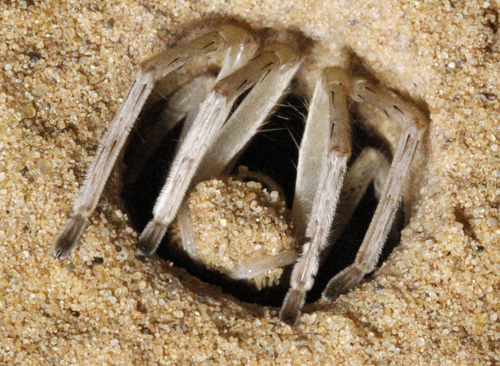 Die Flick-Flack-Spinne Cebrennus rechenbergi in ihrer Behausung. Image credit: © Prof. Dr. Rechenberg