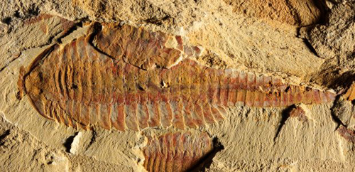 This image shows the dorsal view of Fuxianhuia protensa. The three-inch-long fossil was found in sediments dating from the Cambrian Period 520 million years ago in what today is the Yunnan province in China. Parts of the gut are visible as dark stains along the animal's midline. (Photo credit: Xiaoya Ma)